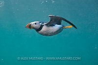 Puffin Underwater. Farne Islands, UK
