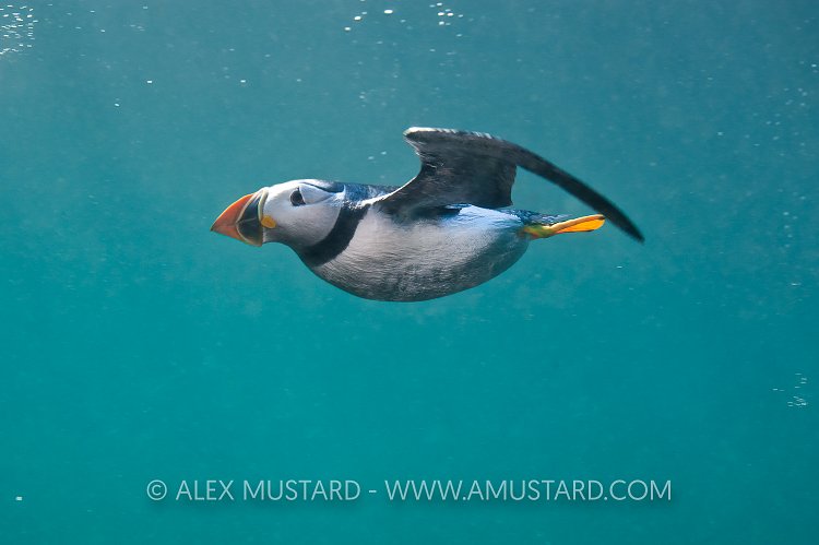 Puffin Underwater. Farne Islands, UK