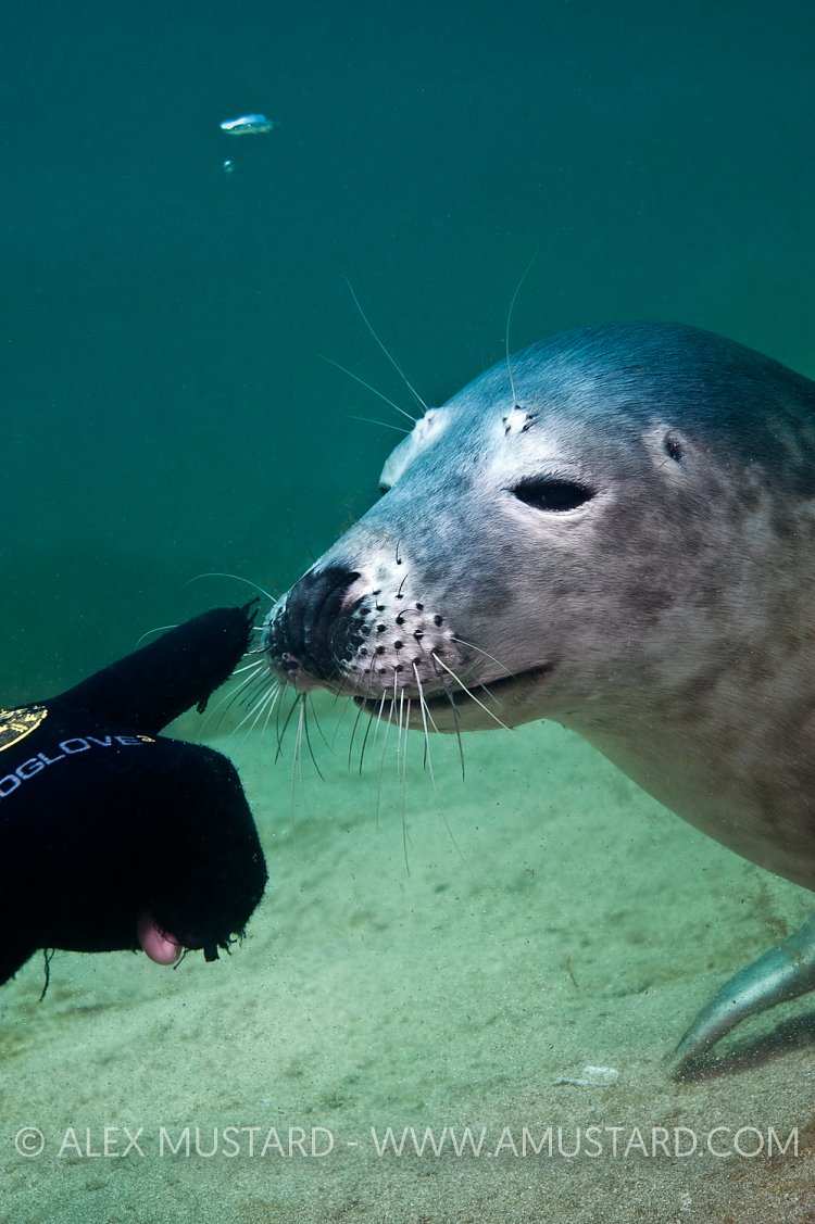 Grey Seal Pup. Farne Islands, UK.