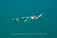 Guillemot Underwater. Farnes Islands, UK.