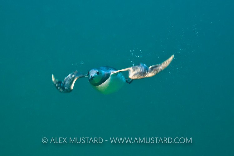 Guillemot Underwater. Farnes Islands, UK.