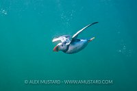 Puffin Underwater. Farne Islands, UK.