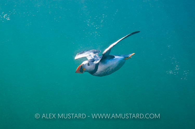Puffin Underwater. Farne Islands, UK.