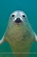 Young Grey Seal. Farne Islands, UK