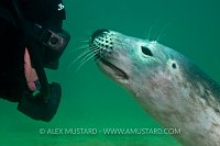 Friends. Farne Islands, UK.