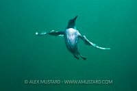 Guillemot Underwater. Farne Islands, UK