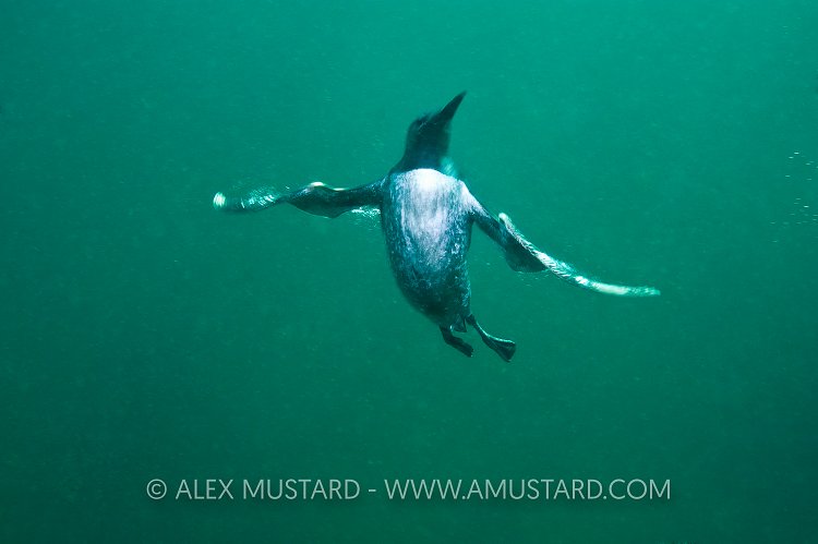 Guillemot Underwater. Farne Islands, UK