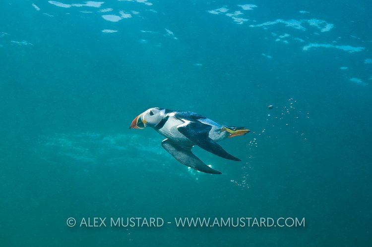 Puffin Underwater. Farne Islands, UK