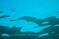 Kittiwake Abstract. Farne Islands, UK.