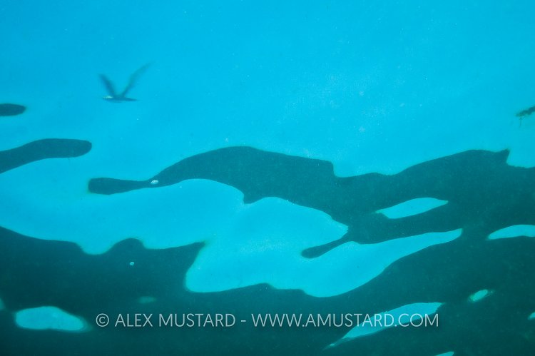 Kittiwake Abstract. Farne Islands, UK.