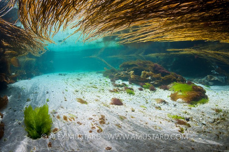 Seaweeds In Shallows. Scotland, UK.