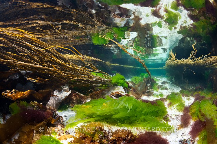 Seaweeds In Shallows. Scotland, UK.