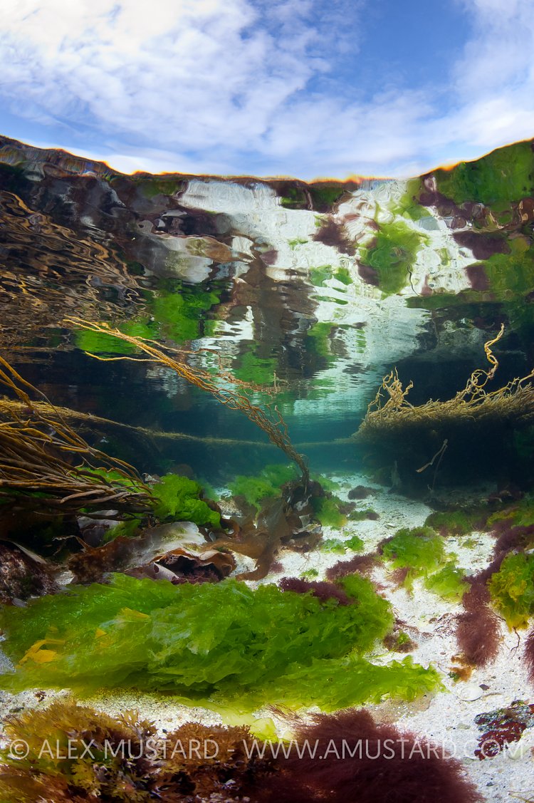 Shallow Seaweed Meadow. Scotland.