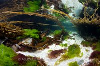 Shallow Seaweed Meadow. Scotland.