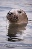 Curious Seal. Scotland.