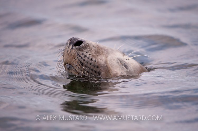 Grey Seal Submerges. Island of Coll, Inner Hebrides, UK