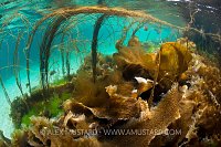 Seaweeds. Scotland, UK.