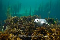Grey Seal Pup In Seaweeds. Coll, Scotland, UK