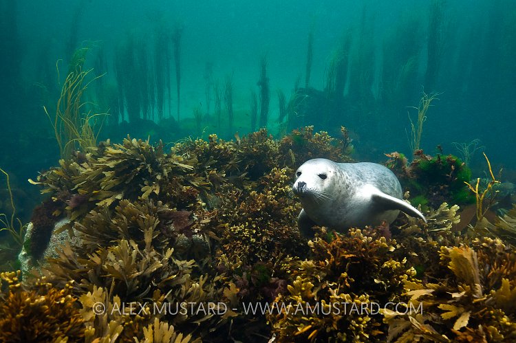 Grey Seal Pup In Seaweeds. Coll, Scotland, UK