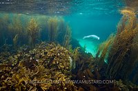 Grey Seal In Garden. Isle Of Coll, Scotland, UK.