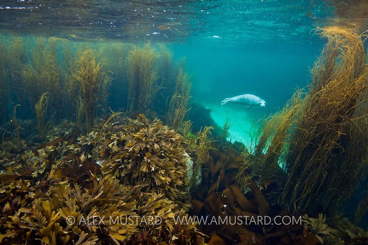 Grey Seal In Garden. Isle Of Coll, Scotland, UK.