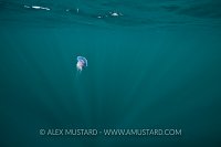 Jellyfish In Sunbeams. Scotland, UK