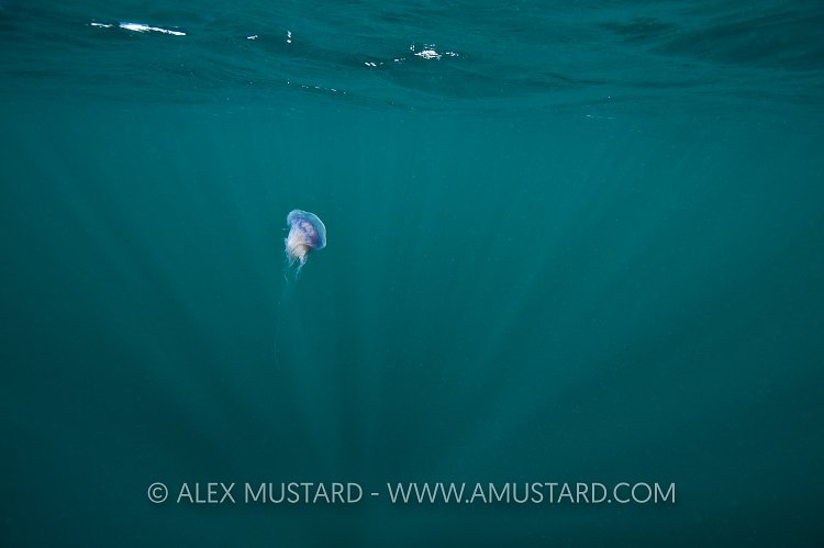 Jellyfish In Sunbeams. Scotland, UK