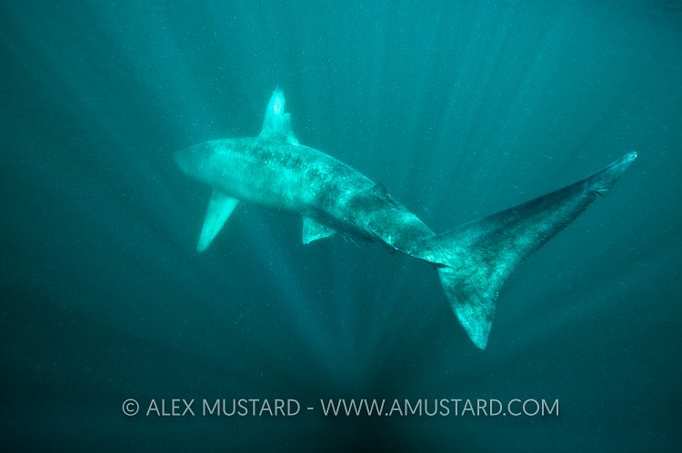 Basking Shark Melts Back Into The Blue. Scotland. UK.