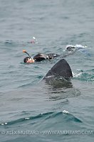 Snorkellers and basking shark. Scotland, UK