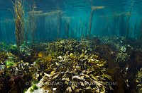 Shallow Seaweed Meadow. Scotland.