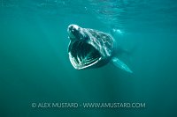 Basking Shark Feeding. Coll, Scotland, UK