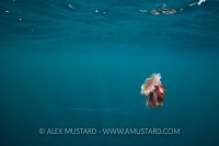 Lions Mane Jelly. Scotland