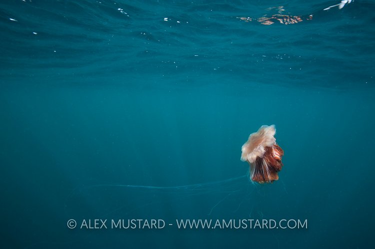 Lions Mane Jelly. Scotland
