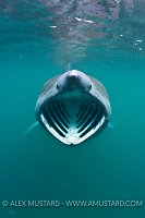 Basking shark portrait, Coll, Inner Hebrides, Scotland.