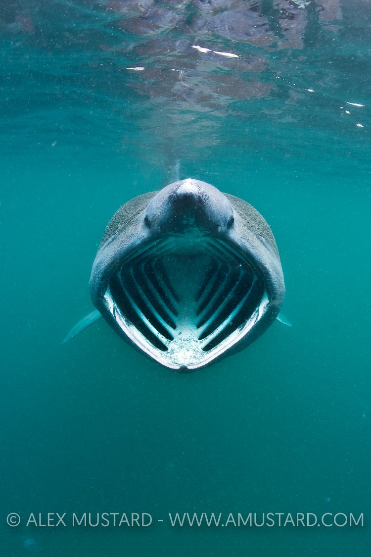 Basking shark portrait, Coll, Inner Hebrides, Scotland.