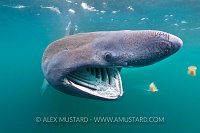 Basking shark. Coll, Scotland.