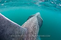 Basking Shark Feeding. Scotland. UK.