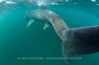 Basking Shark At Surface. Coll, Scotland, UK