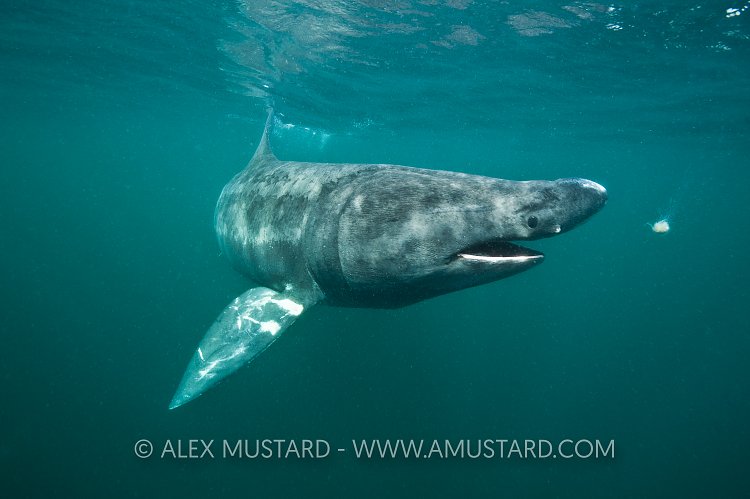 Basking Shark. Island of Coll, UK.
