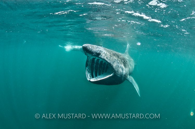 Basking Shark Feeding. Coll, Scotland, UK.