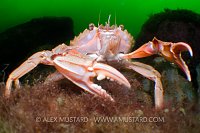 Habour Crab. Loch Fyne, Scotland.