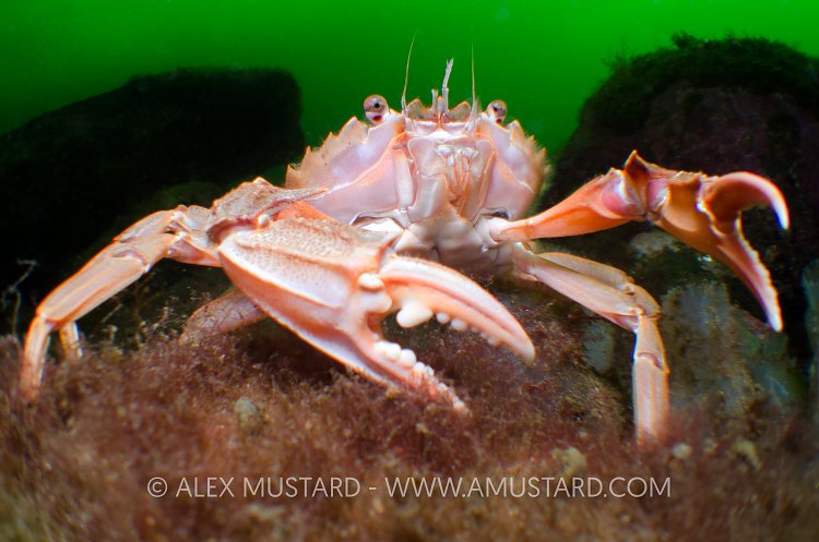 Habour Crab. Loch Fyne, Scotland.