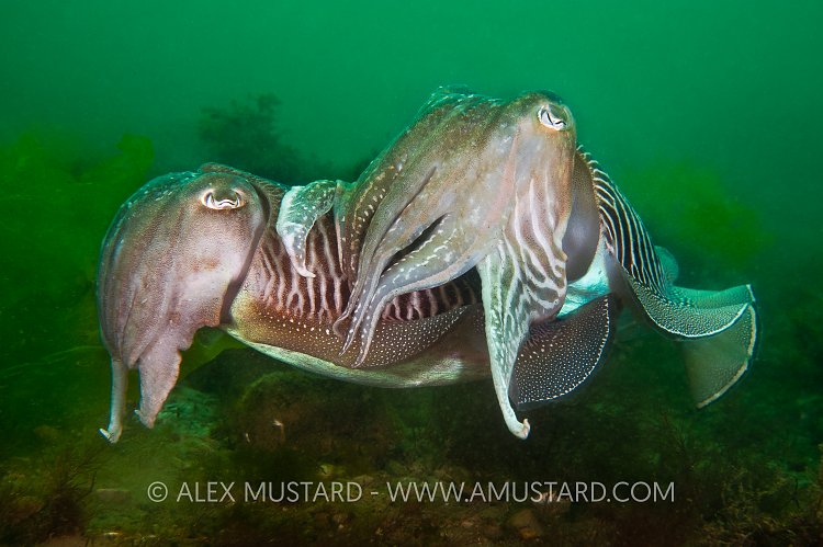 Cuttlefish Courtship. UK.
