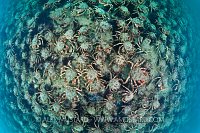 Spider Crab Aggregation. Dorset, UK.