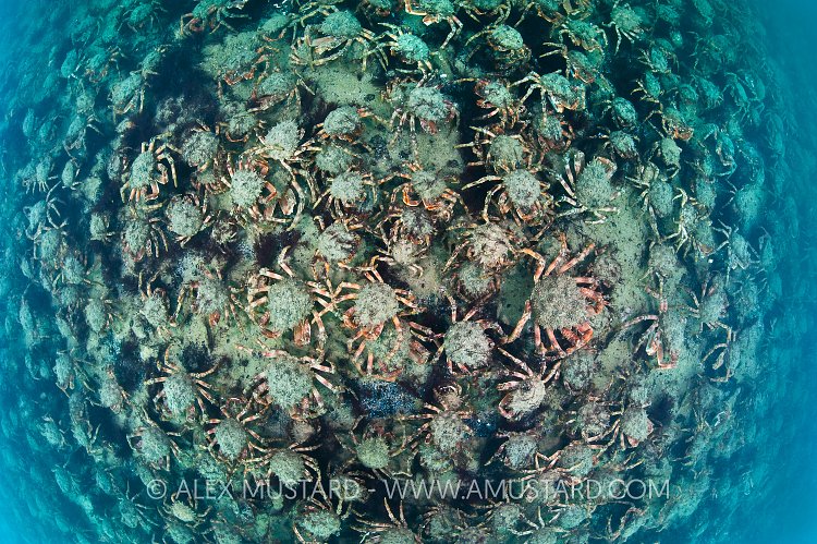 Spider Crab Aggregation. Dorset, UK.