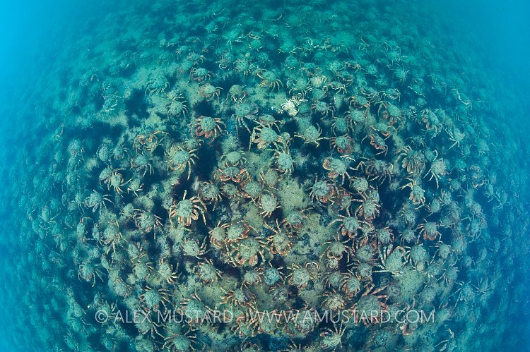 Spider Crab Aggregation. Dorset, UK.