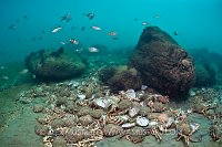 Discarded Crab Skeletons. Dorset, UK.