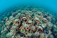 Spider Crab Aggregation. Dorset, UK.