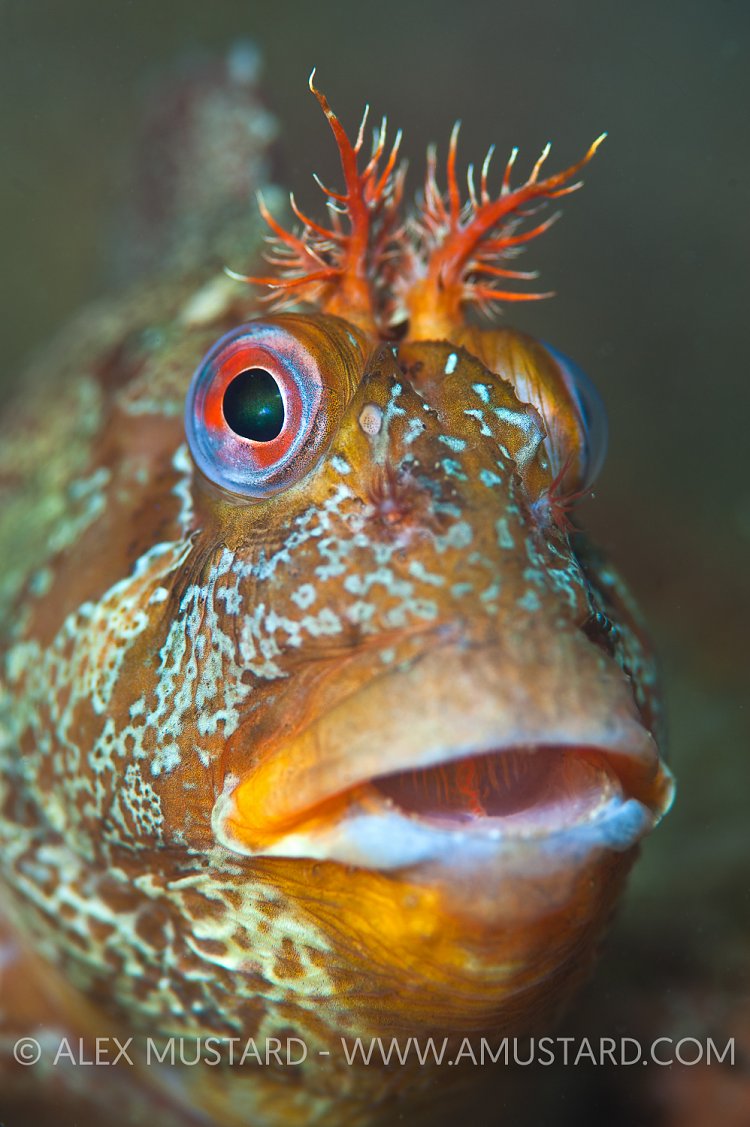 Tompot blenny, Dorset, UK.