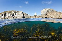 Kelp And Cliffs, Lundy Island, UK.